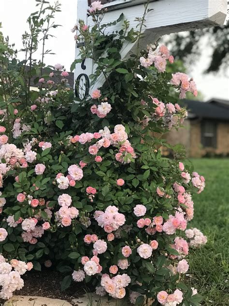 climbing rose breeze.